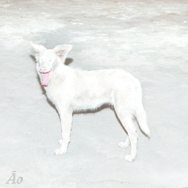 Ao - Malandra (NEW)